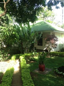 My room behind the tall bushes